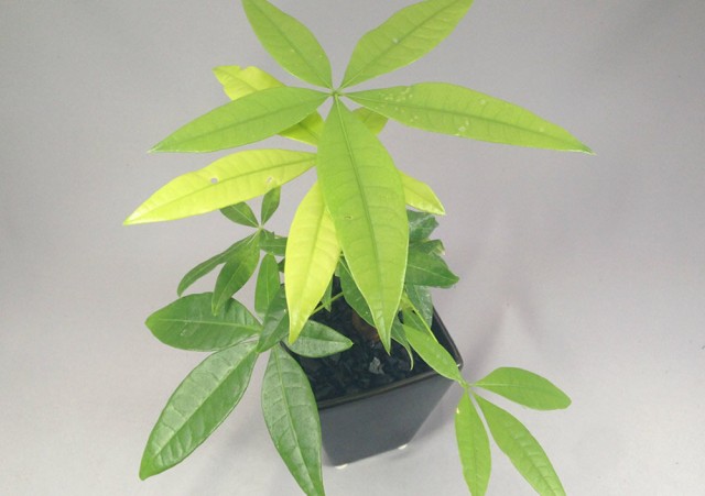 黒スクエア鉢 炭植えパキラの通販はau Pay マーケット ココロラショップ 黒スクエア鉢 炭植えパキラの通販はau Pay マーケット ココロラショップ