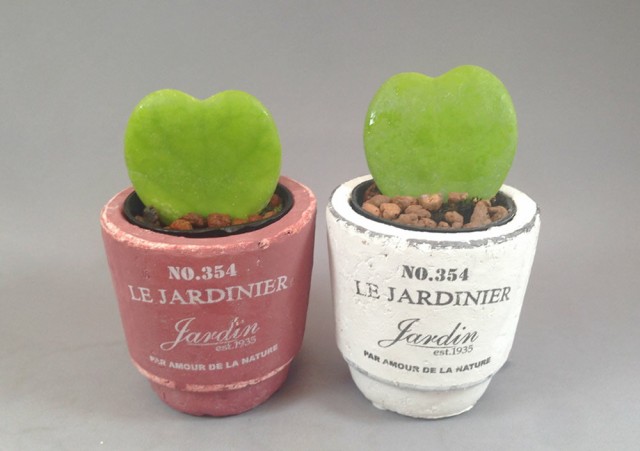 Le Jardinier テラコッタポット ラブラブハートホヤ２鉢セット ハイドロカルチャーの通販はau Pay マーケット ココロラショップ