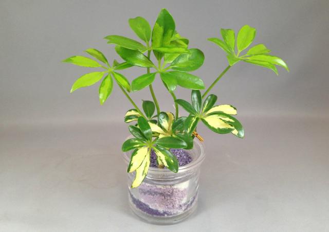 自動給水鉢l カラーサンドの通販はau Pay マーケット ココロラショップ