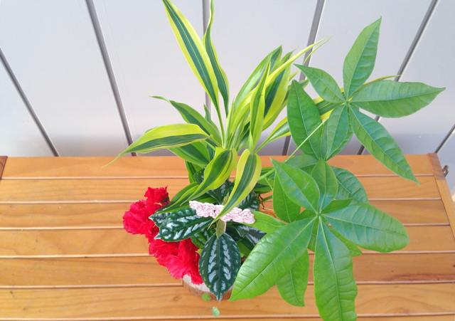 ハイドロカルチャー 5号鉢 ハイドロボール４種寄せ植え アーティフィシャルフラワーカーの通販はau Pay マーケット ココロラショップ