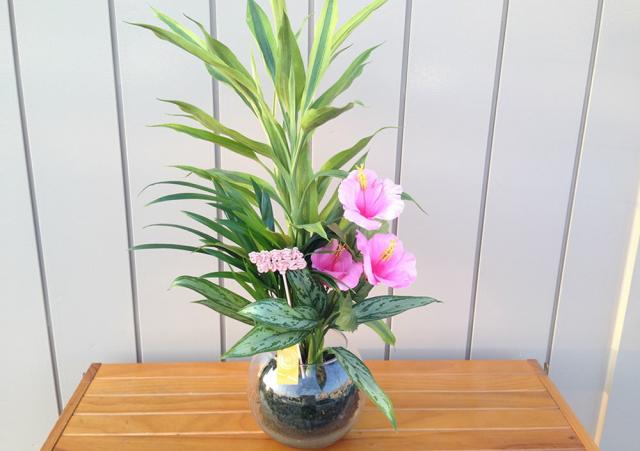 ハイドロカルチャー バブ18 F15苔玉3種寄せ植え アレカヤシ アグラオネマ サンデリアーナ の通販はau Pay マーケット ココロラショップ