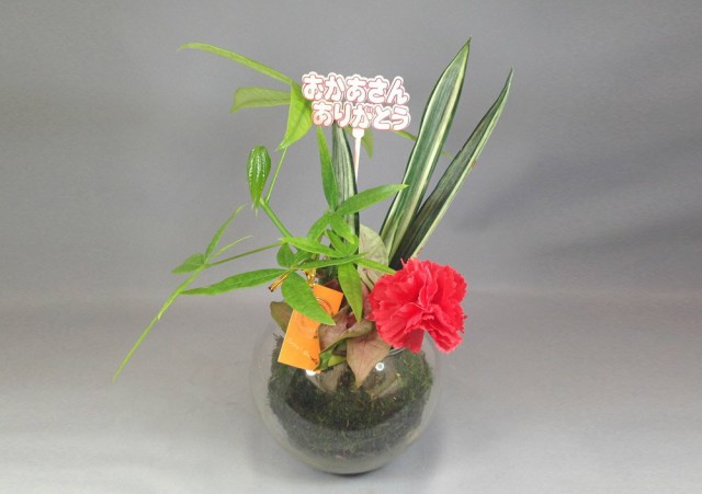 ハイドロカルチャー バブ15 F12苔玉3種寄せ植え センセーション パキラ ピンキー アーティの通販はau Wowma ココロラショップ ハイドロカルチャー バブ15 F12苔玉3種寄せ植え センセーション パキラ ピンキー アーティの通販はau Wowma ココロラショップ