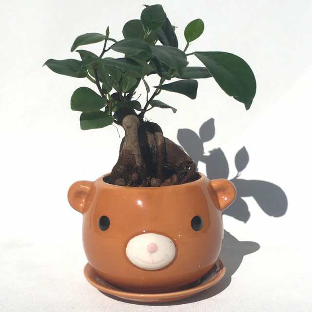 ハイドロカルチャー 観葉植物 クマの陶器鉢 ガジュマルの木の通販はau Pay マーケット ココロラショップ