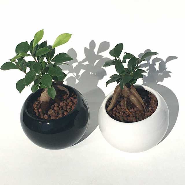 多幸の木 ガジュマル ルンド2鉢セット ハイドロカルチャー ミニ観葉植物 送料無料の通販はau Pay マーケット ココロラショップ 多幸の木 ガジュマル ルンド2鉢セット ハイドロカルチャー ミニ観葉植物 送料無料の通販はau Pay マーケット ココロラショップ