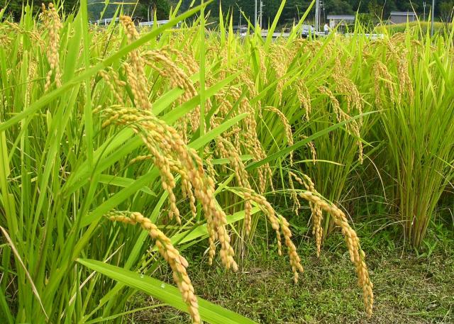 お米 10kg (5kg×2) 令和7年産 白米 広島県産 ファーム永田の コシヒカリ 安心栽培 送料無料 （※北海道・沖縄・離島を除く）_10