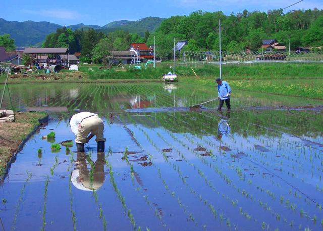 お米 10kg (5kg×2) 令和7年産 白米 広島県産 ファーム永田の コシヒカリ 安心栽培 送料無料 （※北海道・沖縄・離島を除く）_8