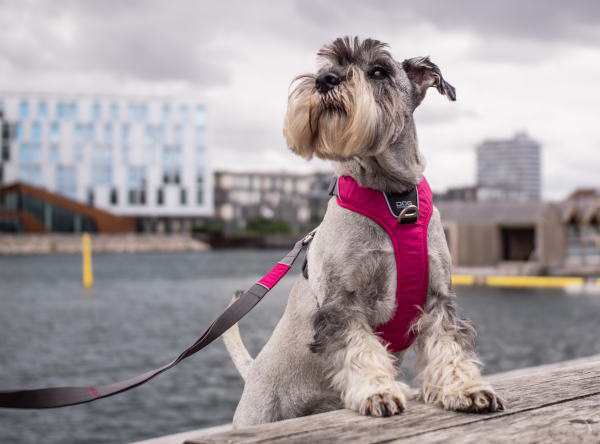 犬 ハーネス 中型犬・大型犬用 コンフォートウォークプロハーネス L