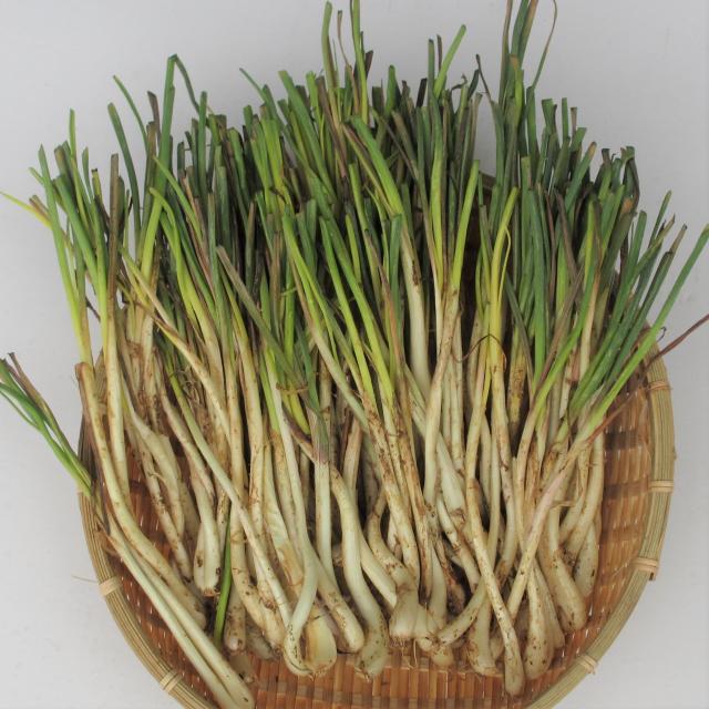 沖縄 島らっきょう 1ｋｇ ラッキョウ あて つまみ の通販はau Pay マーケット 沖縄たま青果