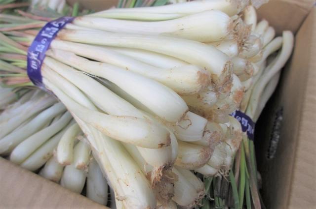 伊江島産 島らっきょう 3kg 新物 島らっきょう 3kg 伊江島産