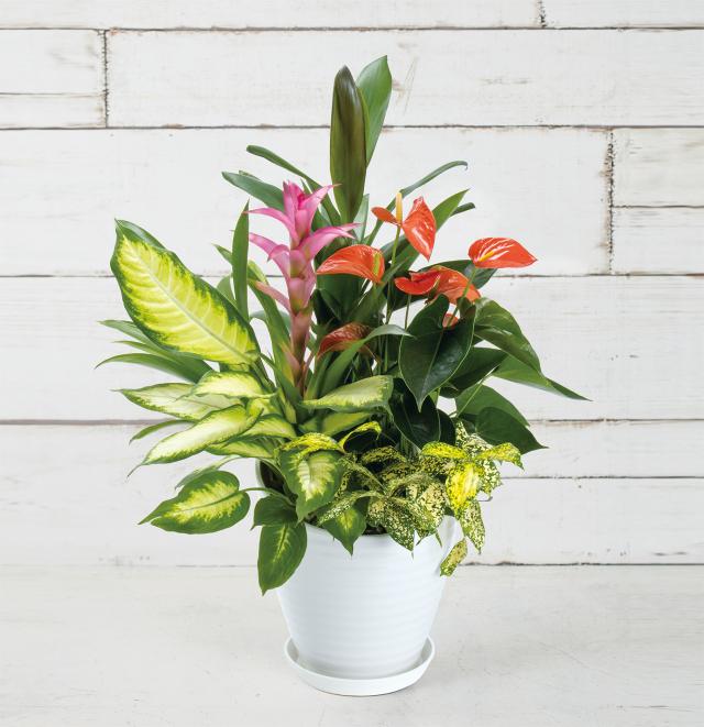 ★配送エリア限定★ディッシュガーデン「オアシス22」の通販は