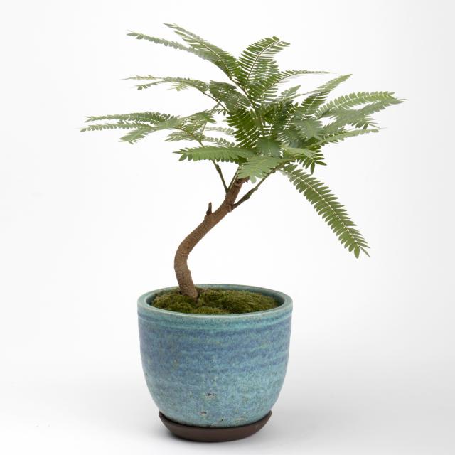 【お客♡】エバーフレッシュ♥記念品 everfresh-235 観葉植物 エバーフレッシュ 4号 ボサ造り アバカ