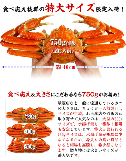 ボイル ずわいがに 姿1.5kg（750g前後×2ハイ） ※食べ方説明書同封 のし かに カニ ズワイガニ ギフト z_s 焼き_1