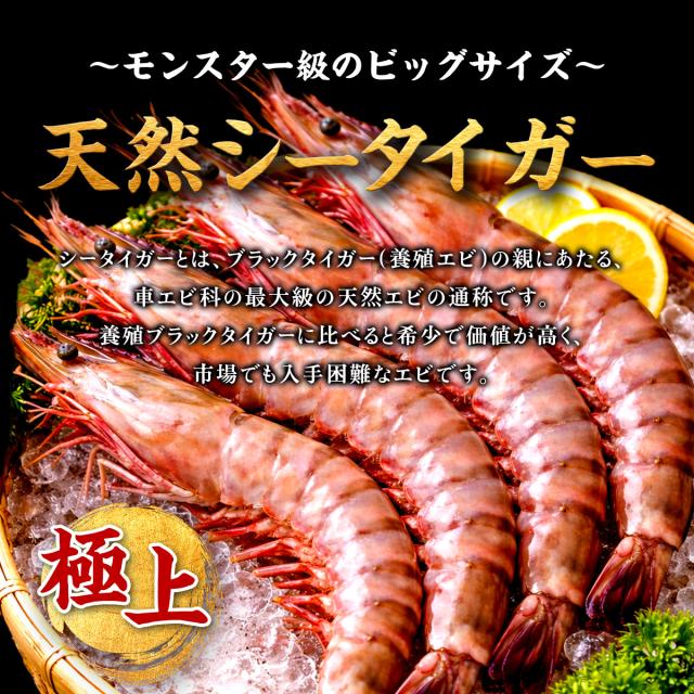 超特大 天然有頭えび シータイガー 業務用 1.3kg 7尾（1尾185g前後/約28cm）えび 海老 エビ  冷凍 海老フライ えびフライ 天ぷら 天然 BBQ プレゼント_3