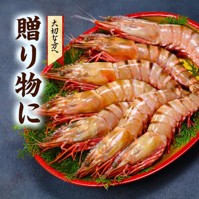 超特大 天然有頭えび シータイガー 業務用 1.3kg 7尾（1尾185g前後/約28cm）えび 海老 エビ  冷凍 海老フライ えびフライ 天ぷら 天然 BBQ プレゼント_10