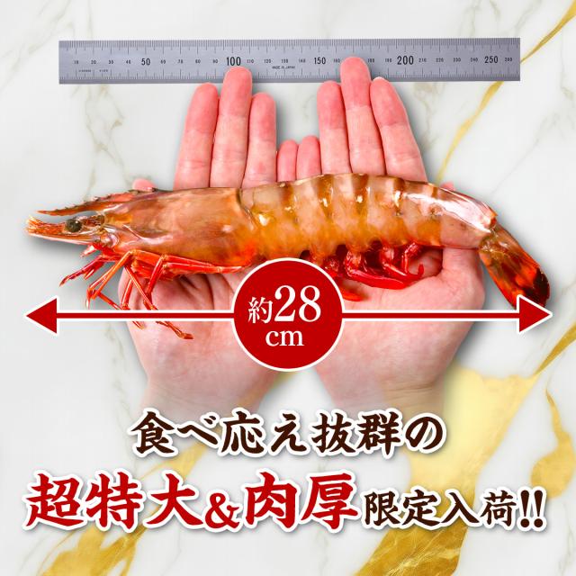 超特大 天然有頭えび シータイガー 業務用 1.3kg 7尾（1尾185g前後/約28cm）えび 海老 エビ  冷凍 海老フライ えびフライ 天ぷら 天然 BBQ プレゼント_5