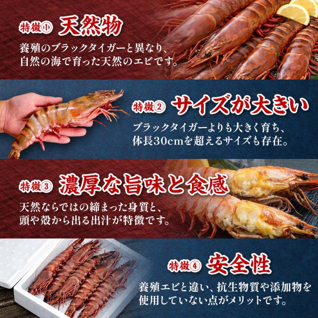 超特大 天然有頭えび シータイガー 業務用 1.3kg 7尾（1尾185g前後/約28cm）えび 海老 エビ  冷凍 海老フライ えびフライ 天ぷら 天然 BBQ プレゼント_4