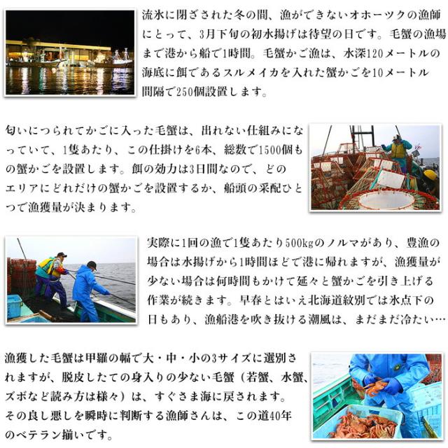 毛蟹 500g ~ 600g 姿 ボイル 冷凍 毛ガニ けがに 毛がに 冷凍食品 お取り寄せ 蟹 かに カニ 毛かに 毛カニ 年末 年始 お正月 正月 贈答 贈り物 ギフト 北海道_5