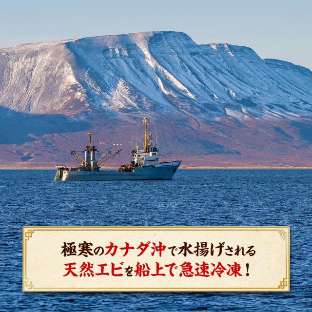 めったにない希少な超特大サイズを厳選！【カナダ産】天然ぼたんえび1kg(約15尾前後) 牡丹海老 牡丹えび ボタンエビ スポットエビ 刺身_3