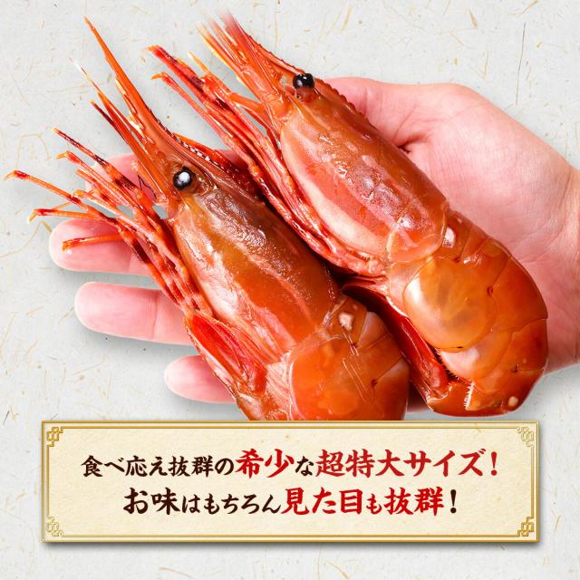 めったにない希少な超特大サイズを厳選！【カナダ産】天然ぼたんえび1kg(約15尾前後) 牡丹海老 牡丹えび ボタンエビ スポットエビ 刺身_5
