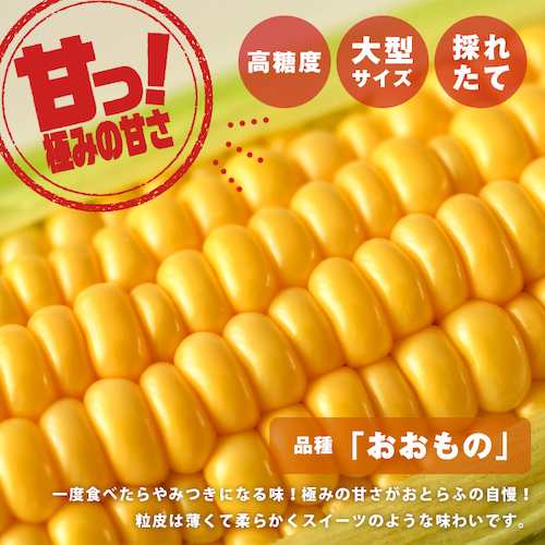 トウモロコシ30本(東北粘玉米)訳あり品