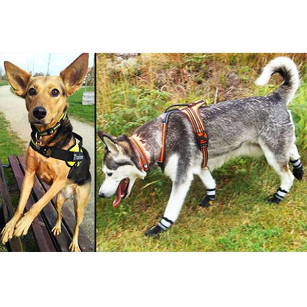人気新品 犬 首輪 カラー 犬用 軽い 半額 セール 中型犬 大型犬 小型犬 おしゃれ 痛くない 丈夫