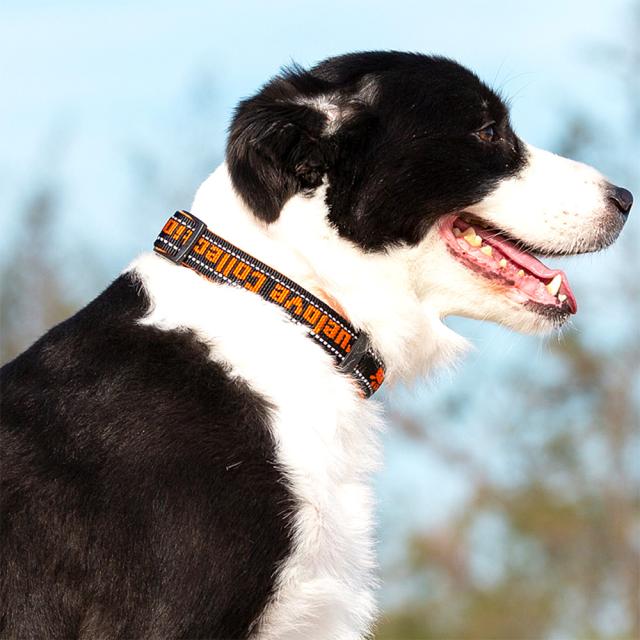 犬 首輪 軽い おしゃれ 痛くない 中型犬 大型犬 超大型犬 小型犬 ネオプレン ソフトパッド 丈夫 ワイドアジャスター 送料無料の通販はau Pay マーケット わんスク