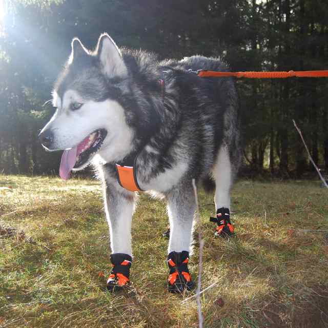 年間ランキング6年連続受賞】 犬 靴 犬靴 犬の靴 ドッグシューズ シューズ ハード 防水 スポーツ 介護 足 怪我 シニア ケア 小型犬 中型犬  送料無料 discoversvg.com