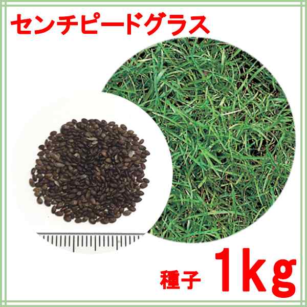 センチピードグラス 1kg 芝種-