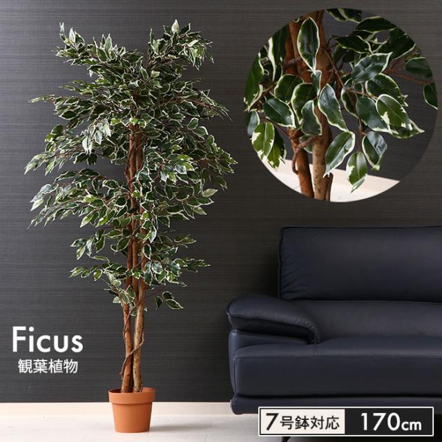 観葉植物 人工 フェイクグリーン フィカス 高さ 170cm 7号鉢対応 人工