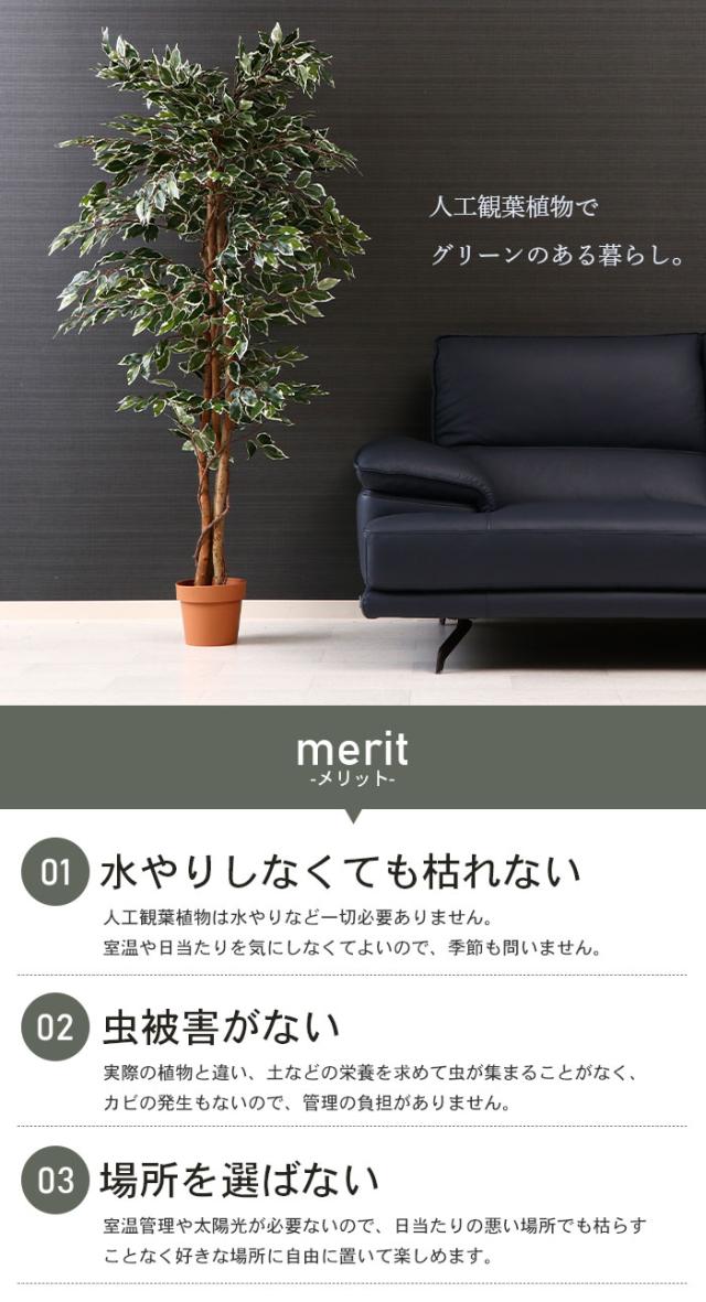 観葉植物 人工 フェイクグリーン フィカス 高さ 170cm 7号鉢対応 人工