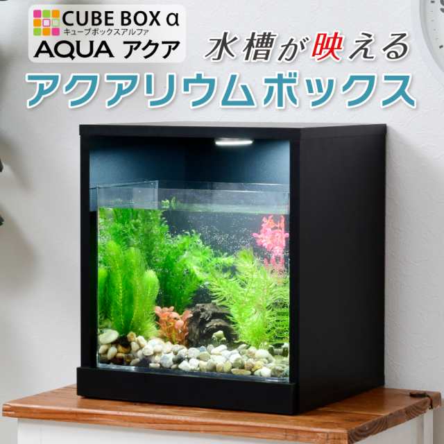 ベタ飼育用水槽 斜め4室 小型ポンプ付き デザイン水槽 - 魚用品/水草