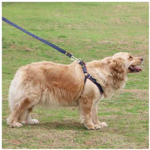 ワンちゃん リードとハーネスのセット デニム風生地 胴輪 かわいい かっこいい おしゃれ シンプル ペット 犬 小型犬 中型犬 メール便送料の通販はau Pay マーケット えむはーとドットコム