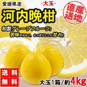 河内晩柑 みかん 4kg 送料無料 大玉 ご家庭用 箱買い 柑橘 フルーツ 果物 産地直送 愛媛県産の通販はau Pay マーケット レモンの木
