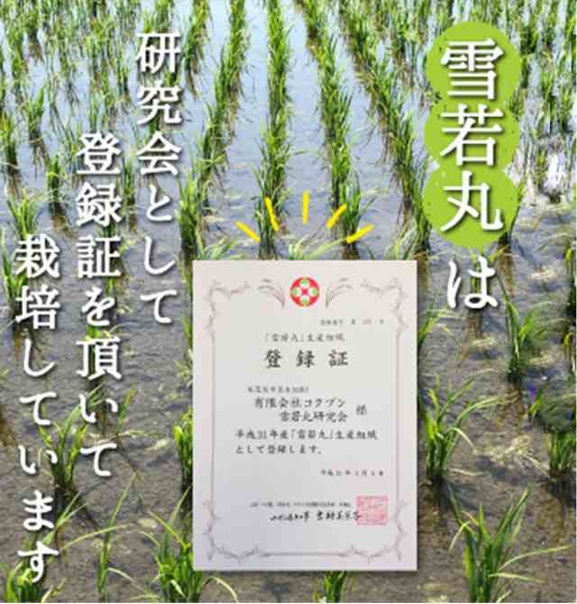 米　マーケット　5kg　精米　白米　ブランド米　レモンの木　kkb-005の通販はau　送料無料　令和5年産　単一原料米　雪若丸　山形県産　ギフト　PAY　コメ　PAY　新米　こめ　au　産地直送　マーケット－通販サイト