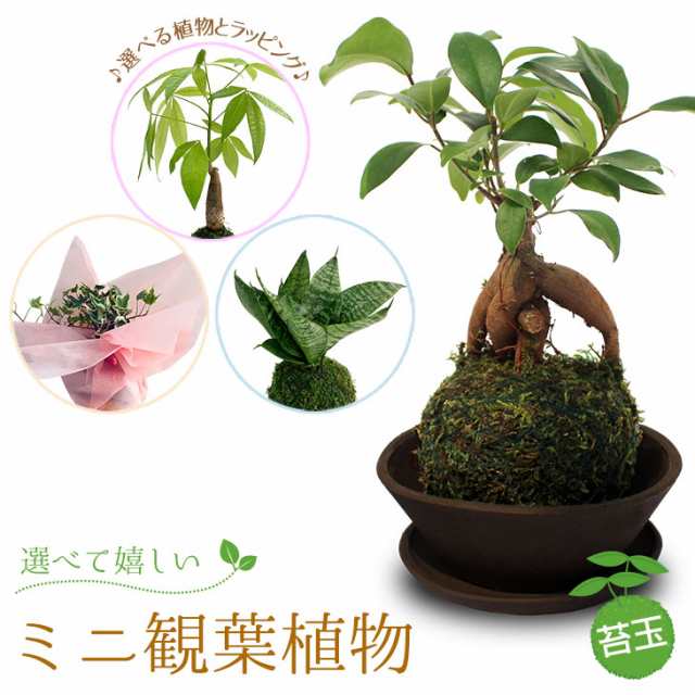 選べる6種類 ミニ観葉植物 ガジュマル パキラ サンスベリア アイビー 苔玉 常滑焼の通販はau Pay マーケット Bellebelle