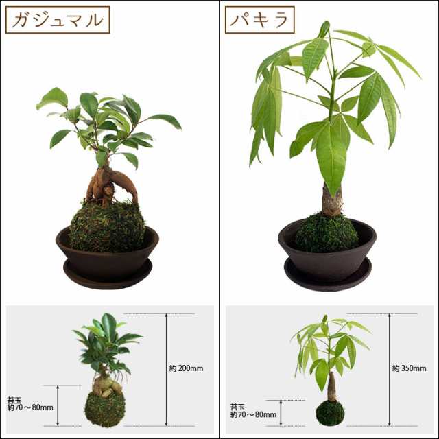 選べる6種類 ミニ観葉植物 ガジュマル パキラ サンスベリア アイビー 苔玉 常滑焼の通販はau Pay マーケット Bellebelle