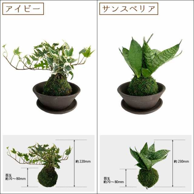 選べる6種類 ミニ観葉植物 ガジュマル パキラ サンスベリア アイビー 苔玉 常滑焼の通販はau Pay マーケット Bellebelle