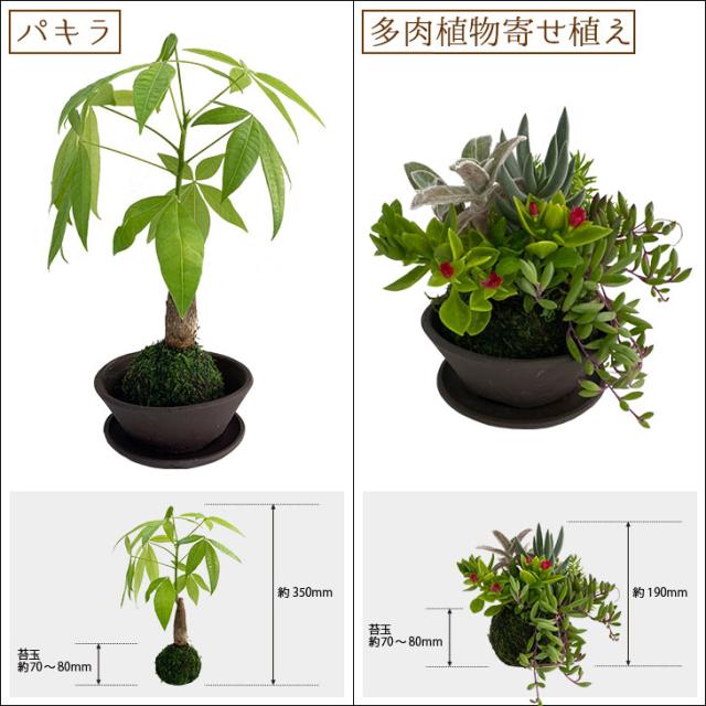 選べる8種類 ミニ観葉植物 ガジュマル サンスベリア アイビー パキラ ウンベラータ 金のなる木 多肉植物 苔玉 常滑焼の通販はau Pay マーケット Bellebelle 選べる8種類 ミニ観葉植物 ガジュマル サンスベリア アイビー パキラ ウンベラータ 金のなる木 多肉植物 苔玉 常滑焼の通販はau Pay マーケット Bellebelle