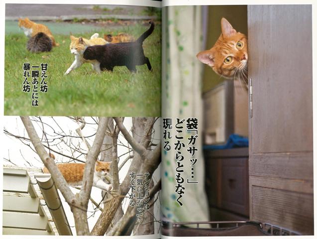 がむしゃら猫川柳 バーゲンブック 猫川柳編集部 編 辰巳出版 ホーム ライフ ペット ホーム ライフ 人気 写真 写真集 心理 の通販はau Pay マーケット アジアンモール