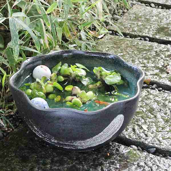 陶器 12号緑釉ハケメ花型すいれん鉢 メダカ鉢、金魚鉢にも最適 睡蓮鉢 