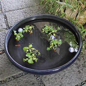 陶器 特大なまこ色スイレン鉢 睡蓮鉢 大型水鉢 水鉢 すいれん鉢 金魚鉢 メダカ鉢 ハス鉢 信楽焼 おしゃれ 和風 手作り の通販はau Pay マーケット まるいち本店 陶器 特大なまこ色スイレン鉢 睡蓮鉢 大型水鉢 水鉢 すいれん鉢 金魚鉢 メダカ鉢 ハス鉢 信楽焼 おしゃれ 和風 手作り の通販はau Pay マーケット まるいち本店