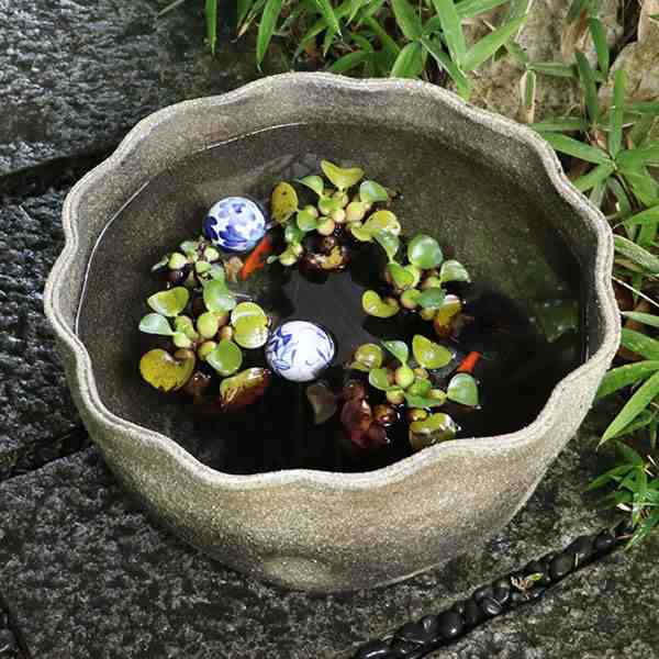 陶器 メダカ鉢 金魚鉢 睡蓮鉢 水鉢 手水鉢 すいれん鉢 鉢 めだか鉢