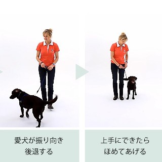 引っ張り防止 犬 ハーネス ラロック ハッピーヒール ハーネス 愛犬の引っ張りを止めるトレーニングハーネス Dvd付 しつけ メール便不可 の通販はau Pay マーケット ラロックショップ