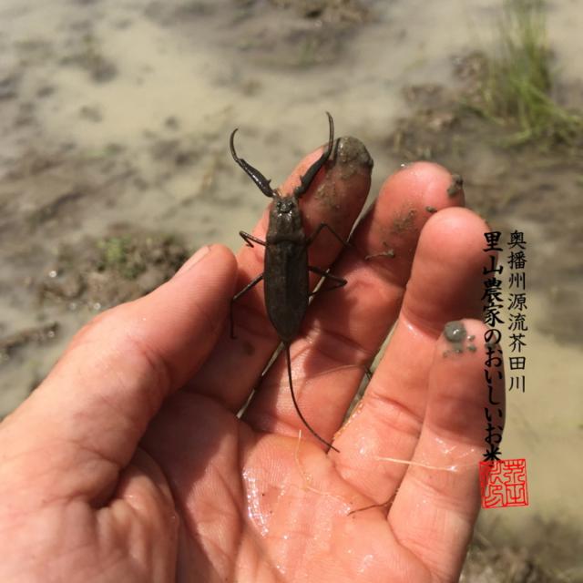 【令和8年産 新米予約】 米 お米 10kg×3 30kg 送料無料 玄米 清流きぬひかり芥田川 石抜処理済 玄米食 農家産地直送 米 30キロ 贈答 お米ギフト 贈り物