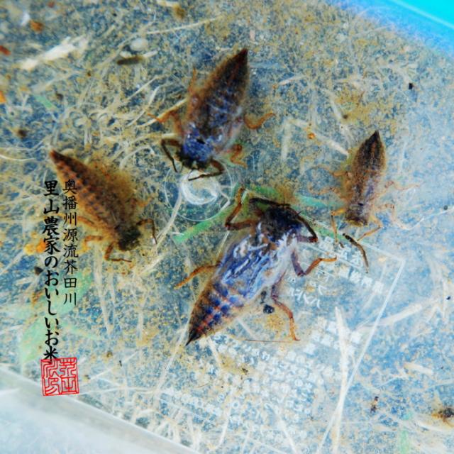 【令和8年産 新米予約】 米 お米 10kg×3 30kg 送料無料 玄米 清流きぬひかり芥田川 石抜処理済 玄米食 農家産地直送 米 30キロ 贈答 お米ギフト 贈り物