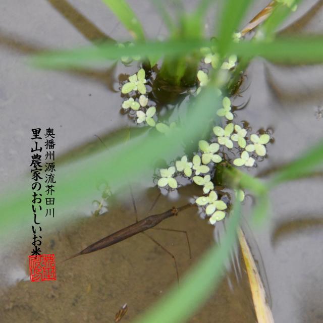 【令和8年産 新米予約】 米 お米 10kg×2 20kg 送料無料 選べるオーダー精米 清流きぬひかり芥田川 農家産地直送 米 20キロ 無洗米 白米 7分づき 5分づき 3分づき 低温精米 贈答 お米ギフト 贈り物_7