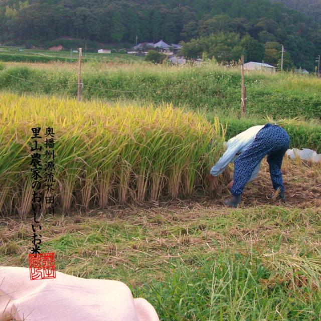 【令和8年産 新米予約】 米 お米 30kg 送料無料 選べるオーダー精米 清流きぬひかり芥田川 新米 農家産地直送 米 30キロ 無洗米 白米 7分づき 5分づき 3分づき 低温精米 贈答 お米ギフト贈り物_16