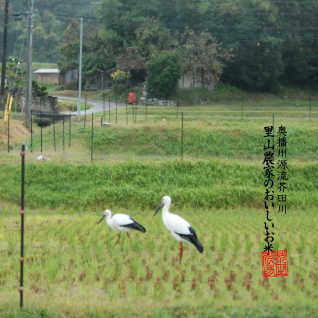 【令和8年産 新米予約】 米 お米 10kg×2 20kg 送料無料 選べるオーダー精米 清流きぬひかり芥田川 農家産地直送 米 20キロ 無洗米 白米 7分づき 5分づき 3分づき 低温精米 贈答 お米ギフト 贈り物_18