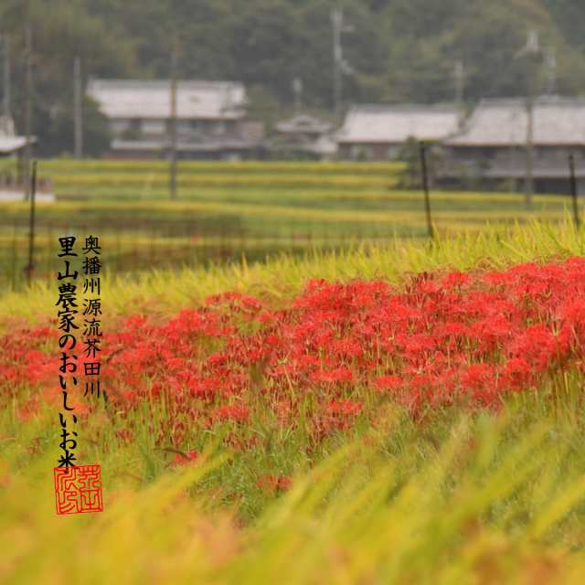 新米 お米 10kg 送料無料 白米～分づき 精米 奥播州源流芥田川産こしひかり芥田川 きらきら光るコシヒカリ 令和4年産 生産農家直送の通販はau  PAY マーケット - 里山農家のおいしいお米