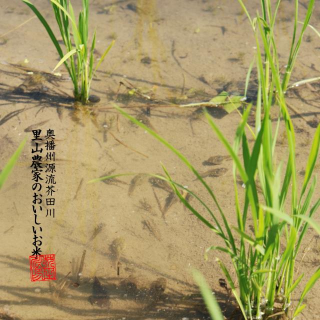 【令和8年産 新米予約】 米 お米 10kg×2 20kg 送料無料 選べるオーダー精米 清流きぬひかり芥田川 農家産地直送 米 20キロ 無洗米 白米 7分づき 5分づき 3分づき 低温精米 贈答 お米ギフト 贈り物_5